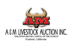 AM Livestock Auction